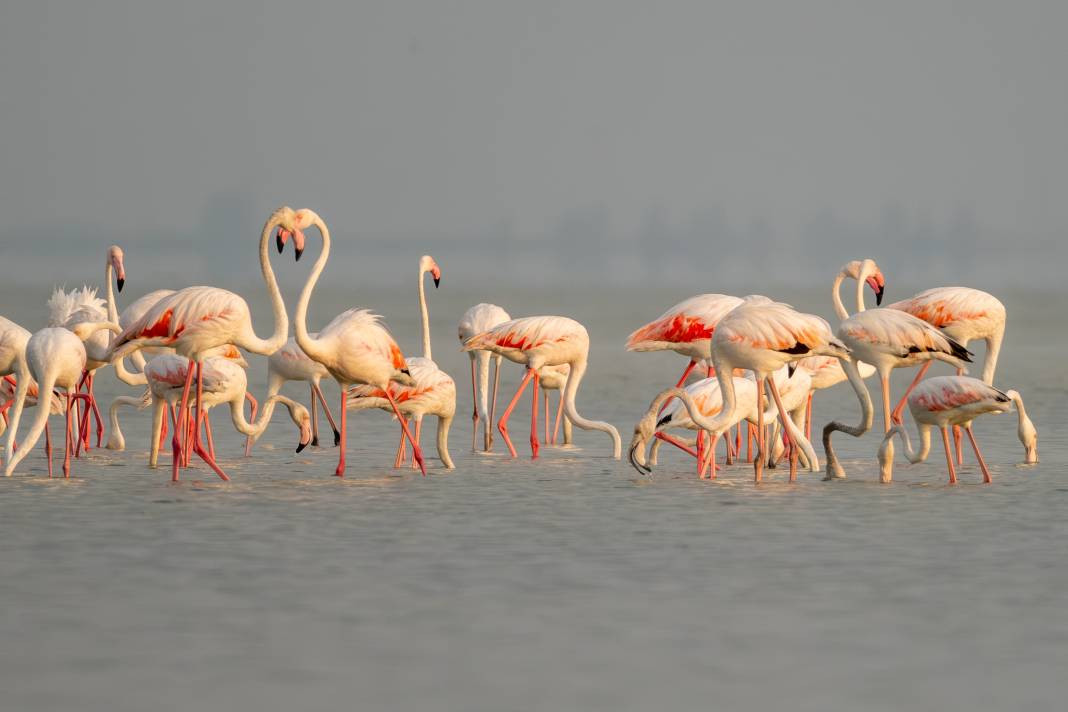 Akyatan’da Flamingo şöleni: Göç molası! - Resim: 12